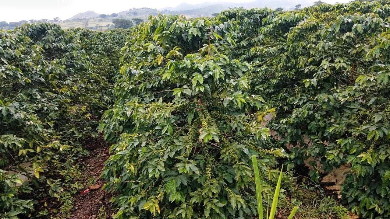 coffee farm coffee farm in ethiopia