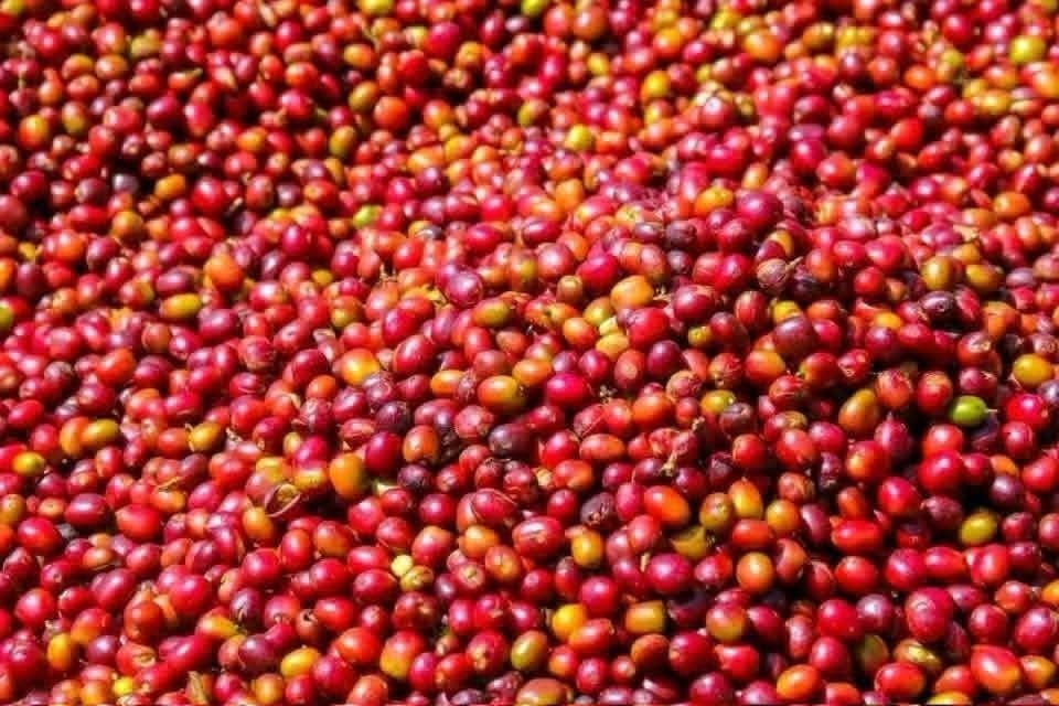 Arabican coffee harvested from farm