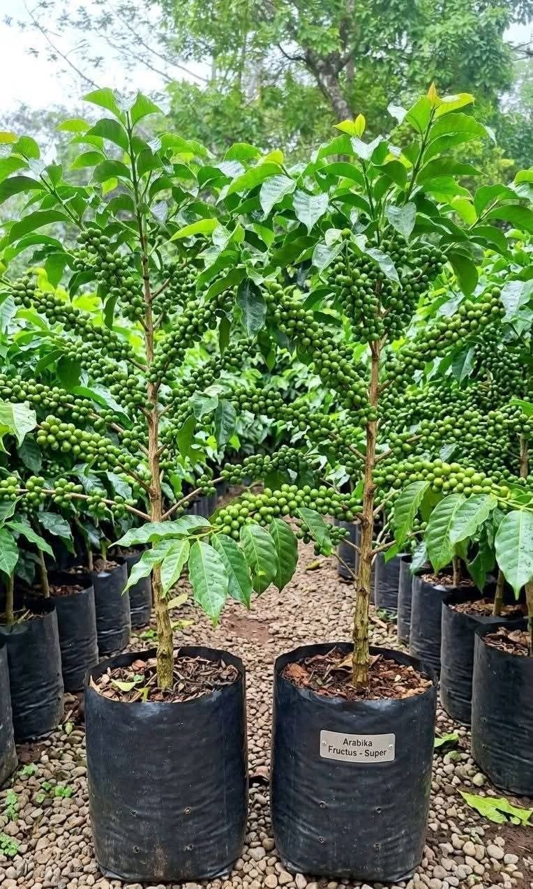 coffee plant The best arabica coffee in ethiopia